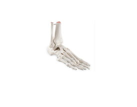 【送料無料】【特価販売】　3B社　足骨格模型　A31/1 足の骨モデル脛骨・腓骨付き　エラスティックコードつなぎ 人体模型