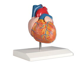 Erler-Zimmer 心臓2分解モデル G210