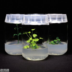 A|{e KXe 220mL 100 C1770-100EA PhytoTechnology@Laboratories @LLC