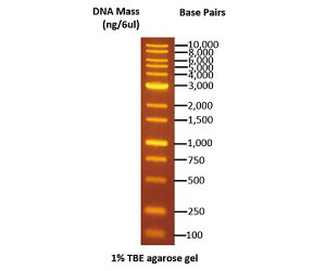 DNA�d�C�j���}�[�J�[ 100�`10000bp DM115-0100 GeneDireX