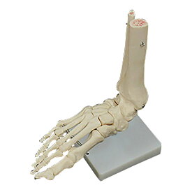 NGD 足の骨格模型