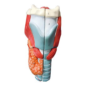 NGD 喉頭部・気管2倍拡大5分解模型