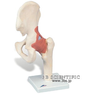 yzyNktzE 3BTCGtBeBbNЌҊ֐߁A@\fbNXf l̖͌^