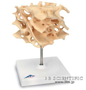 yzyNktzE 3BTCGtBeBbNЊCȍƍA100{僂f l̖͌^