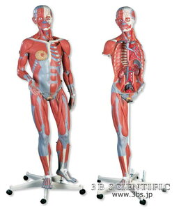 【送料無料】【無料健康相談 対象製品】世界基準 3Bサイエンフィティック社筋肉解剖、23分解モデル、女性 人体模型