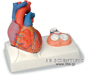 �y���������z�y�������N���k �Ώې��i�z���E� 3B�T�C�G���t�B�e�B�b�N�АS���A�S���ك����[�t�t�A5�������f�� �l�̖͌^