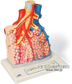【送料無料】【無料健康相談 対象製品】世界基準 3Bサイエンフィティック社肺小葉と肺胞モデル 人体模型