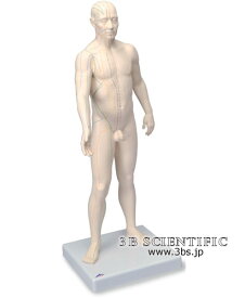 【送料無料】【無料健康相談 対象製品】世界基準 3Bサイエンフィティック社鍼灸経穴モデル 人体模型
