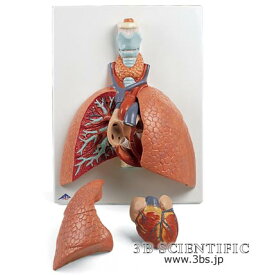 【送料無料】【無料健康相談 対象製品】世界基準 3Bサイエンフィティック社肺、実物大・5分解モデル 人体模型