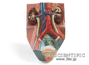 �y���������z�y�������N���k�t�z���E� 3B�T�C�G���t�B�e�B�b�N�Д�A��n�A2/3�{�僂�f���A�j�� �l�̖͌^