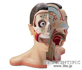 【送料無料】【無料健康相談 対象製品】世界基準 3Bサイエンフィティック社頭部と頚部、5分解モデル 人体模型
