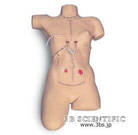 【送料無料】【無料健康相談 対象製品】世界基準 3Bサイエンフィティック社包帯法シミュレーター 人体模型