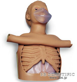 【送料無料】【無料健康相談 対象製品】世界基準 3Bサイエンフィティック社成人心肺蘇生トルソーモデル 人体模型