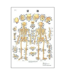 世界基準 3Bサイエンフィティック社医学チャート・日本語版、B2ポスター「骨格」 人体模型