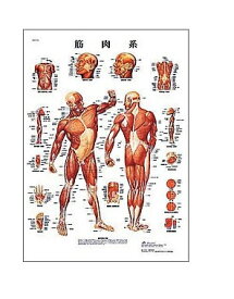 世界基準 3Bサイエンフィティック社医学チャート・日本語版、B2ポスター「筋肉系」 人体模型