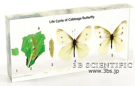 楽天市場 昆虫 樹脂 標本の通販