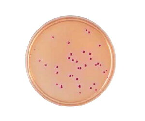 xNgEfBbL\ BD@BBLiTMj@f\LVR[gV|n 251550 1(1{×20)