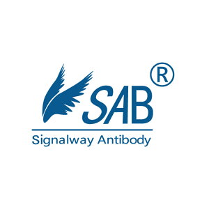 �y�����zSignalway Antibody RRP22�@Polyclonal�@Antibody�@50ul 1�� 41416