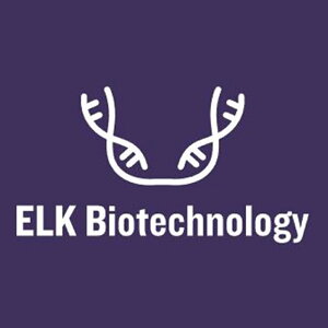 �y�����zELK Biotechnology Dog FGF2(Fibroblast Growth Factor 2 Basic) ELISA Kit 96T 1�� ELK8555