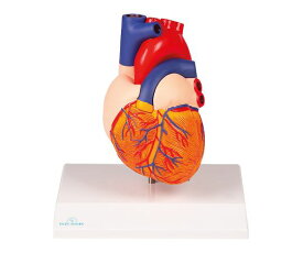 Erler-Zimmer 心臓2分解モデル 1セット