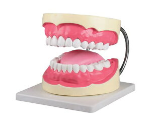 Erler-Zimmer ���厕�����w���͌^�@160×220×140mm 1�Z�b�g