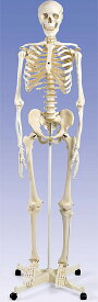 【送料無料】【特価販売】　3B社　等身大全身骨格模型 スタン標準型骨格モデル 直立型スタンド仕様(a10) 人体模型