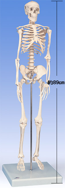 当店の記念日3B社　ショーティー　1 2縮尺型全身骨格モデル　直立スタンド仕様（A18) 人体模型