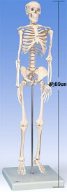 【送料無料】【無料健康相談付】3B社　ショーティー　1/2縮尺型全身骨格モデル　直立スタンド仕様（A18) 人体模型