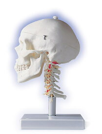 【送料無料】【無料健康相談 対象製品】【特価販売】　3B社　頭蓋骨模型 頭蓋頚椎付4分解モデル (a20-1) 人体模型