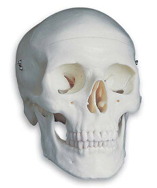楽天市場 頭蓋骨 模型の通販
