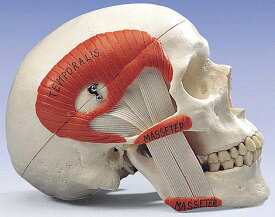 【送料無料】【無料健康相談 対象製品】3B社　頭蓋骨模型 頭蓋咀嚼筋付2分解モデル (a24) 人体模型