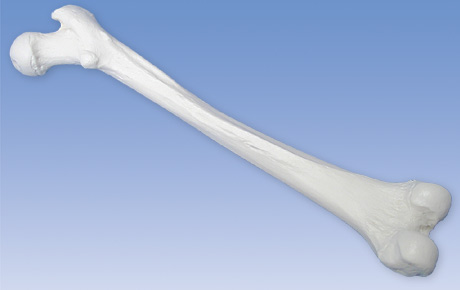楽天市場】3B社 大腿骨模型 A35/1R 大腿骨モデル 人体模型 : Shop de