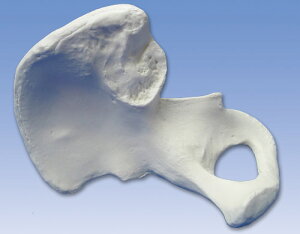 3B�Ё@�����͌^�@A35/5 �������f�� �l�̖͌^