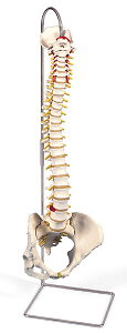 【送料無料】【無料健康相談付】3B社　脊柱模型 脊柱可動型モデル女性骨盤仕様 (a58-4) 人体模型