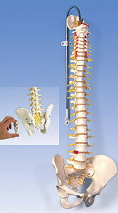 �y���������z�y�������N���k �Ώې��i�z3B�Ё@�Ғ��͌^ �Ғ����^���f�������n���t (a58-5) �l�̖͌^