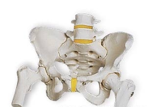 3B社骨盤模型　女性骨盤モデル大腿骨付（a62）smtb-s】 人体模型