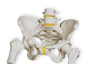 【送料無料】【特価販売】3B社骨盤模型　女性骨盤モデル大腿骨付（a62）smtb-s】 人体模型