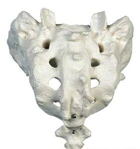 3B�Ё@�卜�Ɣ����͌^ �卜�Ɣ������f�� (a70-6) �l�̖͌^