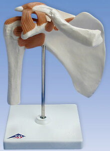 �y���������z3B�Ё@�x�ѕt���֐� ���֐ߋ@�\���f�� (a80) �l�̖͌^