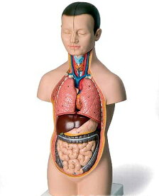 【送料無料】【無料健康相談 対象製品】3B社　トルソー解剖模型 ミニトルソー12分解モデル無性 (b22) 人体模型