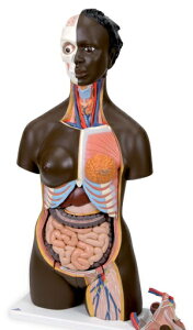 �y���������z�y�������N���k �Ώې��i�z3B�Ё@�g���\�[��U�͌^ �A�t���J�n�l�g���\�[24�������f������ (b37) �l�̖͌^