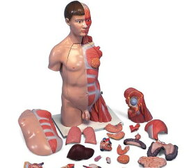 【送料無料】【無料健康相談付】3B社　人体解剖模型 上肢付筋肉トルソー33分解モデル両性ヨーロッパ人仕様 (b42) 人体模型