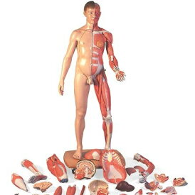 【送料無料】【無料健康相談 対象製品】3B社　人体解剖模型 筋肉解剖等身大両性型39分解モデルヨーロッパ仕様 (b53) 人体模型