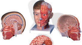 【送料無料】【無料健康相談 対象製品】3B社　頭・頚部模型 頭部頚部付4分解モデルヨーロッパ仕様 (c07) 人体模型