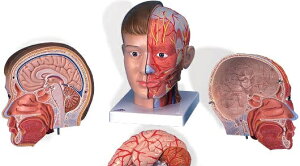 �y���������z�y�������N���k �Ώې��i�z3B�Ё@���E�z���͌^ �����z���t4�������f�����[���b�p�d�l (c07) �l�̖͌^