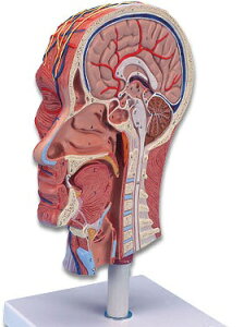 �y���������z�y�������N���k �Ώې��i�z3B�Ё@�����͌^ �����n�[�t���f�� (c14) �l�̖͌^