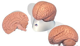 【送料無料】【無料健康相談 対象製品】3B社　脳模型 脳2分解モデル無着色 (c15-1) 人体模型