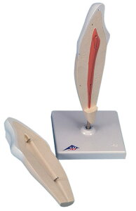 yzyNk Ώېiz3BЁ@͌^ {fcf2 (d10-2) l̖͌^