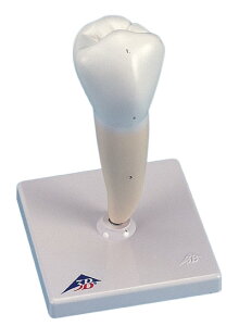 �y���������z3B�Ё@���͌^ ���{���P���i�P���j���f�� (d10-3) �l�̖͌^