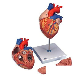 【送料無料】【無料健康相談 対象製品】3B社　心臓模型　心臓2倍大・4分解・ジャイアントモデル (g12) 人体模型